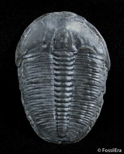 Loose inch Elrathia Kingii Trilobite From Utah #3033